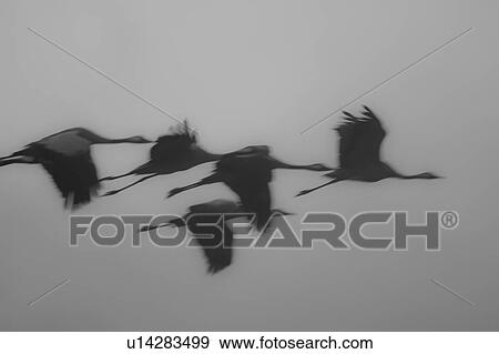 Stock Photo - Common crane in flight. Fotosearch