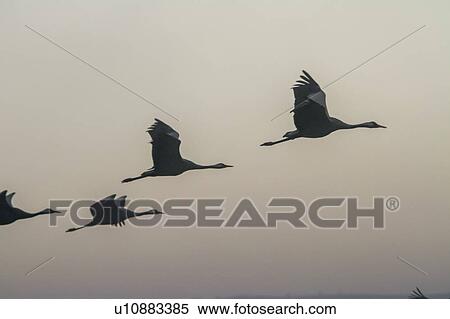 Stock Photography - Common crane in flight. Fotosearch