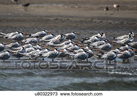 Stock Image - Cormorant colony in water, San Carlos, Baja California Sur, Mexico. Fotosearch