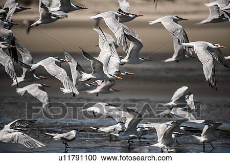 Stock Image - Cormorant colony taking off near water, San Carlos, Baja California Sur, Mexico. Fotosearch