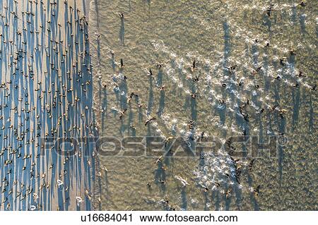 Stock Image - Cormorant colony taking off near water, San Carlos, Baja California Sur, Mexico. Fotosearch