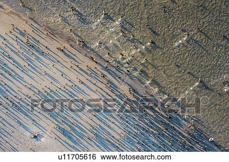 Stock Photograph - Cormorant colony taking off near water, San Carlos, Baja California Sur, Mexico. Fotosearch