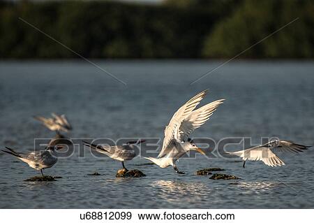 Cormorants taking off near water, San Carlos, Baja California Sur, Mexico View Large Photo Image Stock Photo - Cormorants taking off near water, San Carlos, Baja California Sur, Mexico. Fotosearch