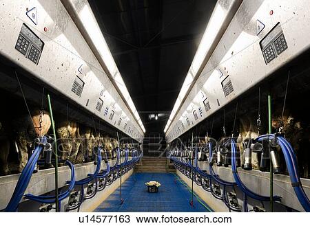 Cows being milked in modern milking machine, Wyns, Friesland, Netherlands View Large Photo Image Stock Image - Cows being milked in modern milking machine, Wyns, Friesland, Netherlands. Fotosearch