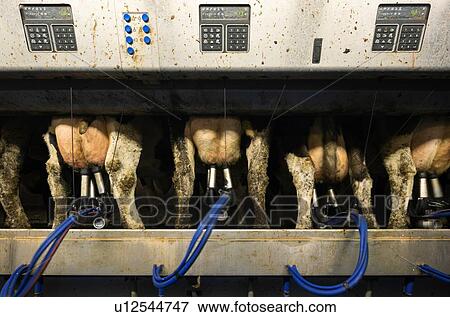 Stock Photo - Cows being milked in modern milking machine, Wyns, Friesland, Netherlands. Fotosearch