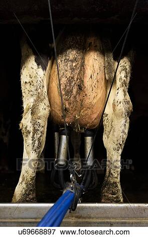 Stock Photo - Cows being milked in modern milking machine, Wyns, Friesland, Netherlands. Fotosearch