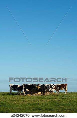 Stock Image - Cows circling to feed on hay in winter field, Netherlands. Fotosearch