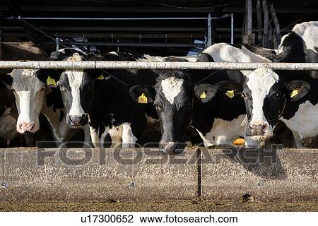 Cows in pen open to fresh air and light, Wyns, Friesland, Netherlands View Large Photo Image Stock Image - Cows in pen open to fresh air and light, Wyns, Friesland, Netherlands. Fotosearch