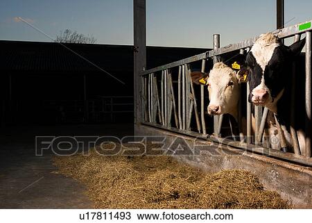 Stock Image - Cows in pen open to fresh air and light, Wyns, Friesland, Netherlands. Fotosearch