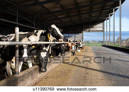 Stock Photo - Cows in pen open to fresh air and light, Wyns, Friesland, Netherlands. Fotosearch