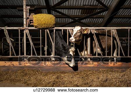 Stock Photo - Cows in pen open to fresh air and light, Wyns, Friesland, Netherlands. Fotosearch