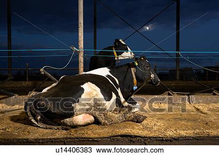 Stock Image - Cows on water beds in modern dairy farm, Wyns, Friesland, Netherlands. Fotosearch