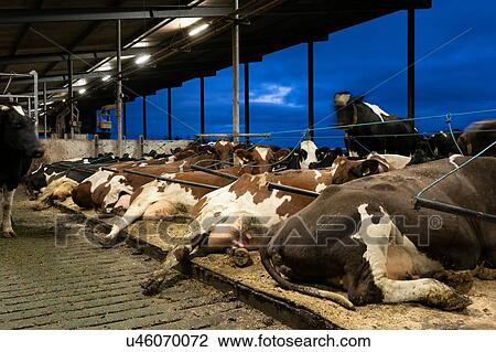 Stock Image - Cows on water beds in modern dairy farm, Wyns, Friesland, Netherlands. Fotosearch