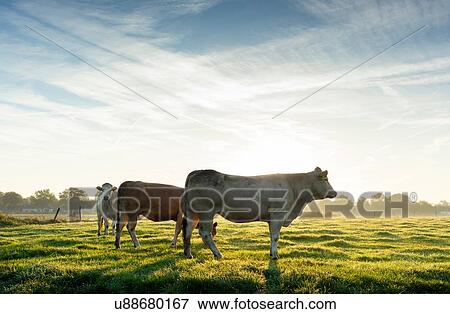 Stock Photo - Cows standing in field in early morning sunlight, Netherlands. Fotosearch