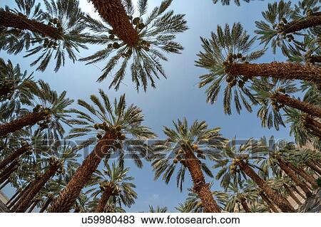 Stock Image - Desert agriculture. Low angle fisheye view of palm tree plantation in the Dead Sea region, Israel. Fotosearch