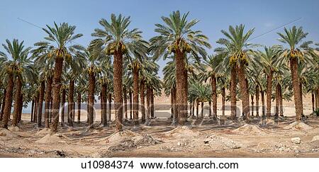 Picture - Desert agriculture. View of palm tree plantation in the Dead Sea region, Israel. Fotosearch