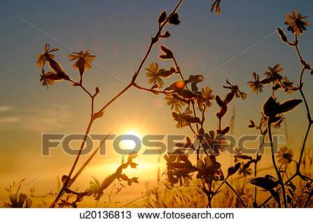 Detail of backlit wildflowers in wheat field at sunset, close up View Large Photo Image Stock Image - Detail of backlit wildflowers in wheat field at sunset, close up. Fotosearch