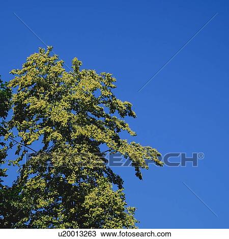Stock Image - Detail of green tree foliage against blue sky, low angle view. Fotosearch