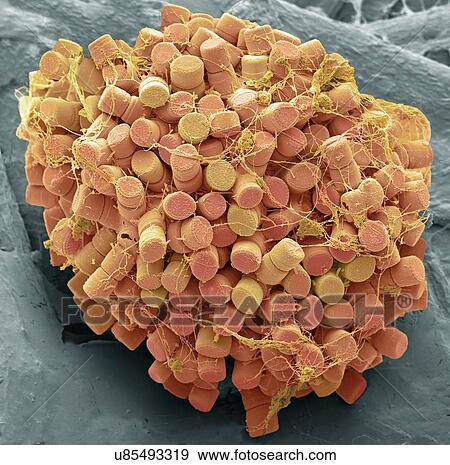 Stock Photo - Diatoms. Coloured scanning electron micrograph (SEM) of fresh water centric diatom frustules (skeleton), Diatoms are a type of algae (Chromophyta, Bacillariophyceae). They consist of two valves, made of silica (hydrated silicon dioxide), which fit.... Fotosearch