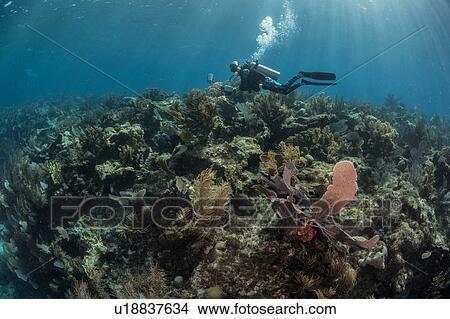 Picture - Diver exploring reef life, Alacranes, Campeche, Mexico. Fotosearch