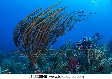 Diver exploring reef life, Alacranes, Campeche, Mexico View Large Photo Image Stock Photography - Diver exploring reef life, Alacranes, Campeche, Mexico. Fotosearch