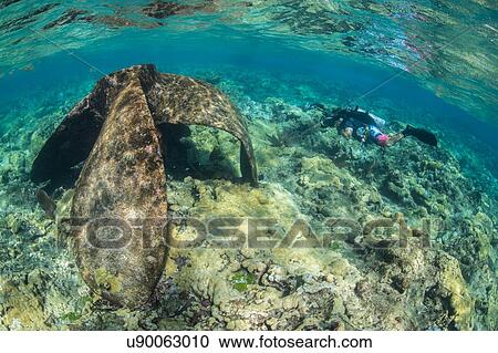 Diver exploring reef life and old wrecks, Alacranes, Campeche, Mexico View Large Photo Image Stock Image - Diver exploring reef life and old wrecks, Alacranes, Campeche, Mexico. Fotosearch
