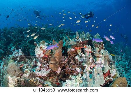 Divers exploring reef life, Alacranes, Campeche, Mexico View Large Photo Image Stock Image - Divers exploring reef life, Alacranes, Campeche, Mexico. Fotosearch