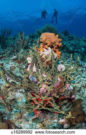 Divers exploring reef life, Alacranes, Campeche, Mexico View Large Photo Image Stock Image - Divers exploring reef life, Alacranes, Campeche, Mexico. Fotosearch