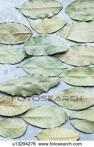 Dry bay leaves View Large Photo Image Stock Photograph - Dry bay leaves. Fotosearch