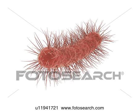 E. coli bacteria, illustration View Large Photo Image Stock Image - E. coli bacteria, illustration. Fotosearch