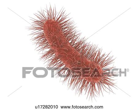 E. coli bacteria, illustration View Large Photo Image Stock Image - E. coli bacteria, illustration. Fotosearch