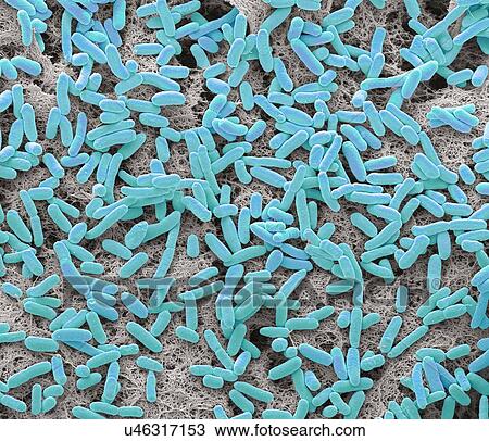 Stock Image - E coli, SEM. Fotosearch