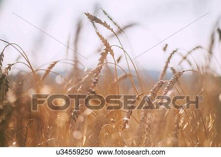 Ears of wheat in wheat field, close up View Large Photo Image Stock Image - Ears of wheat in wheat field, close up. Fotosearch