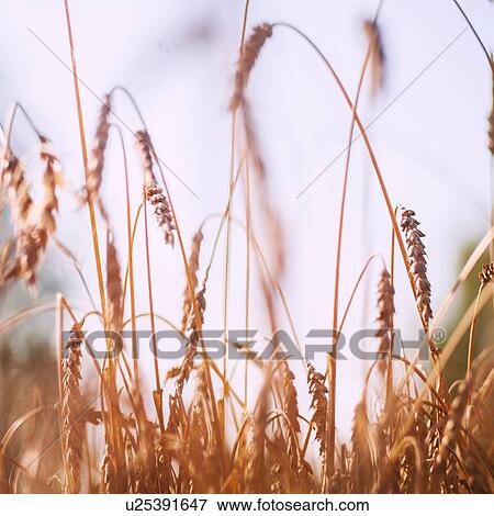 Ears of wheat in wheat field, close up View Large Photo Image Stock Photo - Ears of wheat in wheat field, close up. Fotosearch