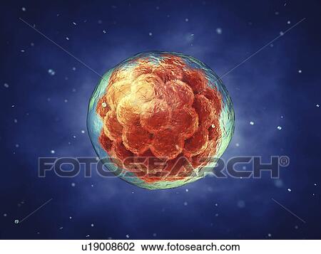 Embryogenesis, illustration View Large Photo Image Stock Image - Embryogenesis, illustration. Fotosearch