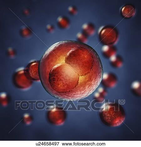 Stock Photo - Embryogenesis, illustration. Fotosearch