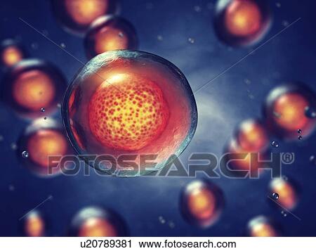 Embryonic stem cells, illustration View Large Photo Image Stock Image - Embryonic stem cells, illustration. Fotosearch