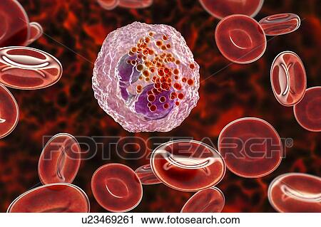 Stock Image - Eosinophil white blood cell, illustration. Fotosearch