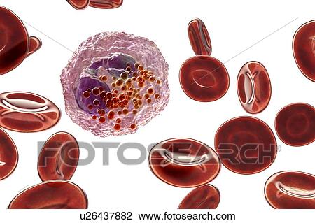 Stock Image - Eosinophil white blood cell, illustration. Fotosearch