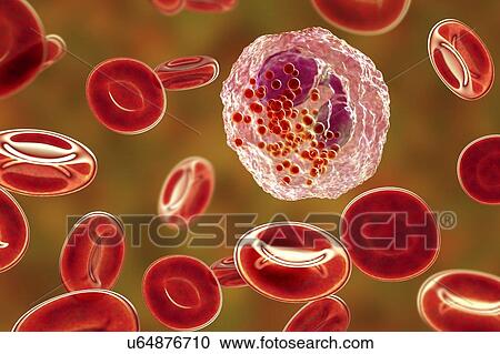Stock Image - Eosinophil white blood cell, illustration. Fotosearch