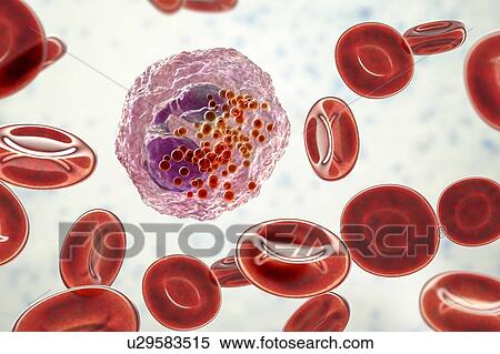 Eosinophil white blood cell, illustration View Large Photo Image Stock Photography - Eosinophil white blood cell, illustration. Fotosearch
