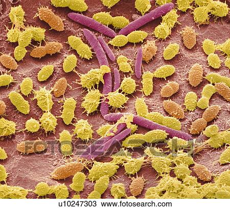 Stock Image - Faecal bacteria, sem. Fotosearch