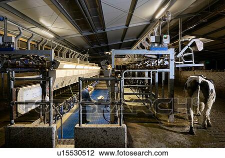 Stock Image - Farmer operating modern milking machine in early morning, Wyns, Friesland, Netherlands. Fotosearch
