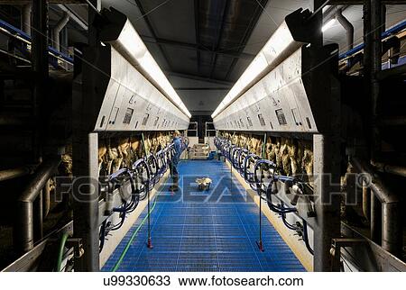 Stock Image - Farmer operating modern milking machine in early morning, Wyns, Friesland, Netherlands. Fotosearch