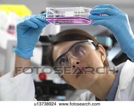 Picture - Female cell biologist examining a flask containing stem cells, cultivated in red growth medium.. Fotosearch