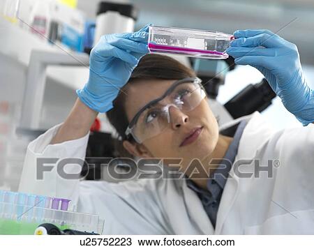 Female cell biologist examining a flask containing stem cells, cultivated in red growth medium. View Large Photo Image Stock Image - Female cell biologist examining a flask containing stem cells, cultivated in red growth medium.. Fotosearch
