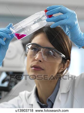 Female cell biologist examining a flask containing stem cells, cultivated in red growth medium. View Large Photo Image Stock Photo - Female cell biologist examining a flask containing stem cells, cultivated in red growth medium.. Fotosearch