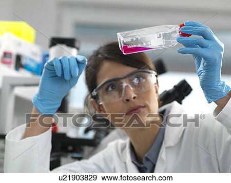 Female cell biologist examining a flask containing stem cells, cultivated in red growth medium. View Large Photo Image Stock Photo - Female cell biologist examining a flask containing stem cells, cultivated in red growth medium.. Fotosearch