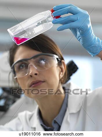 Stock Photograph - Female cell biologist examining a flask containing stem cells, cultivated in red growth medium.. Fotosearch
