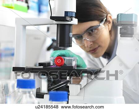 Stock Photo - Female cell biologist placing a flask containing stem cells, cultivated in red growth medium, under a microscope.. Fotosearch